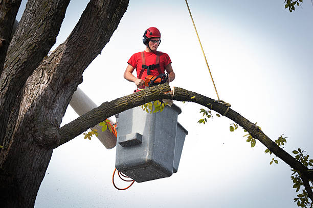 Best Tree Care Services  in Marlinton, WV